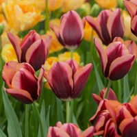 Tulipany Slawa - 5 ks v balení