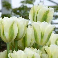 Tulipany Spring Green - 3 ks v balení
