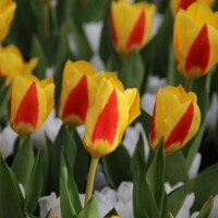 Tulipany Stresa - 5 ks v balení