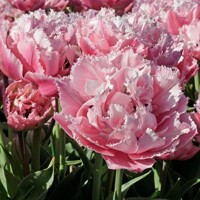 Tulipany Sugar Crystal - 3 ks v balení