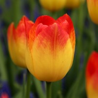 Tulipany Suncatcher - 5 ks v balení