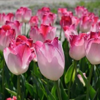 Tulipany Supri Erotic - 3 ks v balení