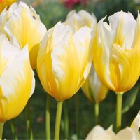 Tulipany Sweetheart - 5 ks v balení