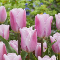 Tulipany Synaeda Amor - 5 ks v balení