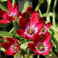 Tulipany Tiny Timo - 5 ks v balení