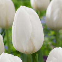 Tulipany White Prince - 5 ks v balení