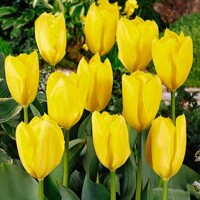Tulipany Purissima Yellow - 5 ks v balení