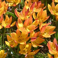 Tulipany Aucheriana Jara - 5 ks v balení