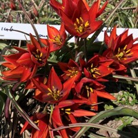 Tulipany Aucheriana Mara - 5 ks v balení