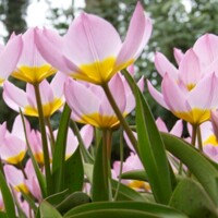 Tulipany Lilac Wonder - 5 ks v balení