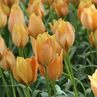 Tulipany Bright Gem - 5 ks v balení