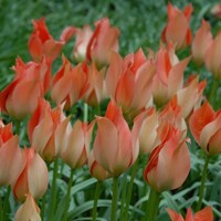 Tulipany Salmon Gem - 5 ks v balení