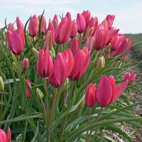 Tulipany Annika - 3 ks v balení