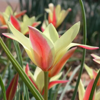 Tulipany Cynthia - 3 ks v balení