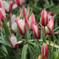 Tulipany Lady Jane - 5 ks v balení
