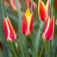 Tulipany Tinka - 5 ks v balení
