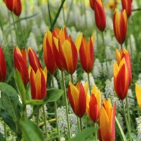 Tulipany Tubergens Gem - 5 ks v balení