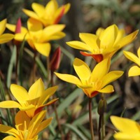 Tulipany Chrysantha - 5 ks v balení