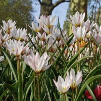 Tulipany Hilde - 3 ks v balení
