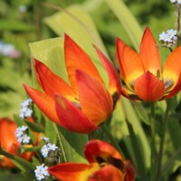 Tulipany Whittallii - 3 ks v balení