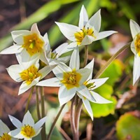 Tulipany Turkestanica - 5 ks v balení
