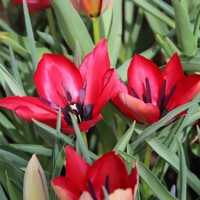 Tulipany Stapfii - 3 ks v balení