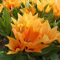 Tulipany mnohokveté Shogun - 5 ks v balení