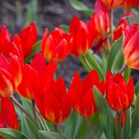 Tulipany mnohokveté Fusilier - 5 ks v balení