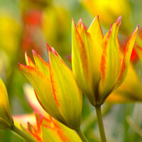 Tulipany mnohokveté Flava - 5 ks v balení