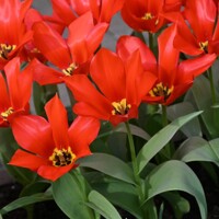 Tulipany Eichleri - 3 ks v balení