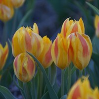 Tulipany mnohokveté  Heweri - 3 ks v balení