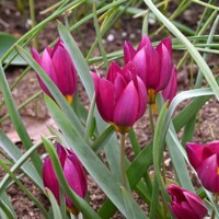 Tulipany Humilis Eastern Star - 5 ks v balení