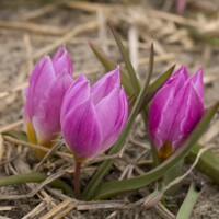 Tulipany Humilis Helene - 5 ks v balení
