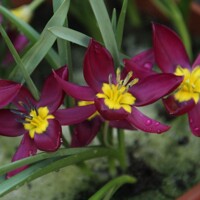Tulipany Humilis Odalique - 5 ks v balení