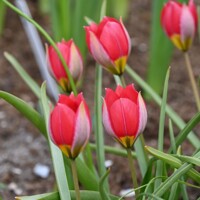 Tulipany Humilis Red Beauty - 5 ks v balení