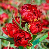 Tulipany Humilis Samantha - 5 ks v balení