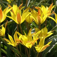 Tulipany Kolpakowskiana - 5 ks v balení