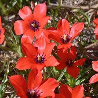 Tulipany Linifolia - 5 ks v balení