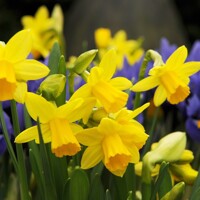 Narcis Tete A Tete - 5 ks v balení
