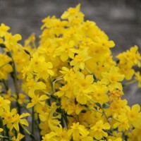 Narcis Cordubensis - 5 ks v balení