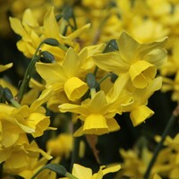 Narcis Sunlight Sensation - 5 ks v balení