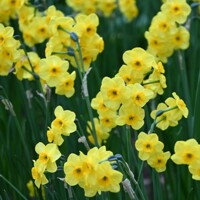 Narcis Kokopelli - 5 ks v balení