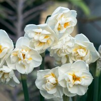 Narcis Bridal Crown - 3 ks v balení