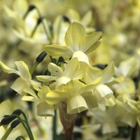 Narcis Moonlight Sensation - 5 ks v balení