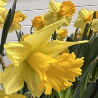 Narcis Rijnvelds Early Sensation - 5 ks v balení