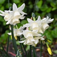Narcis Starlight Sensation - 3 ks v balení