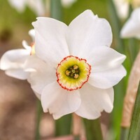 Narcis Dreamlight - 3 ks v balení