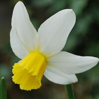 Narcis Jack Snipe - 3 ks v balení