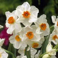 Narcis Geranium - 3 ks v balení