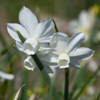 Narcis Petrel - 3 ks v balení